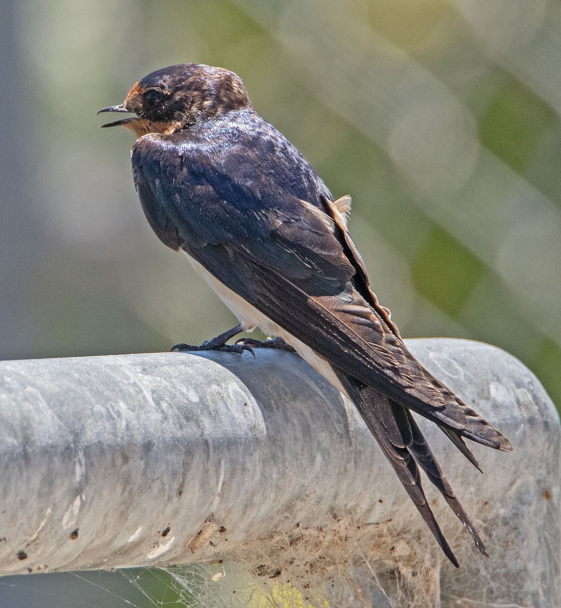 Barn Swallow - ML619855613