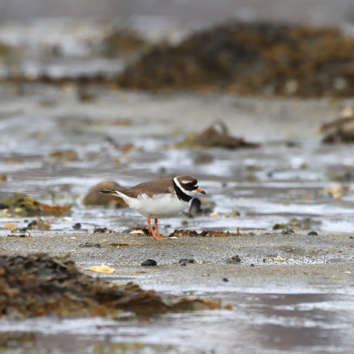 Common Ringed Plover - ML619855632