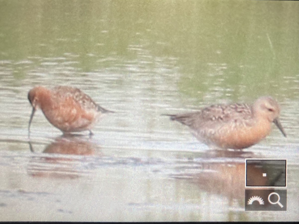 Red Knot - ML619855635