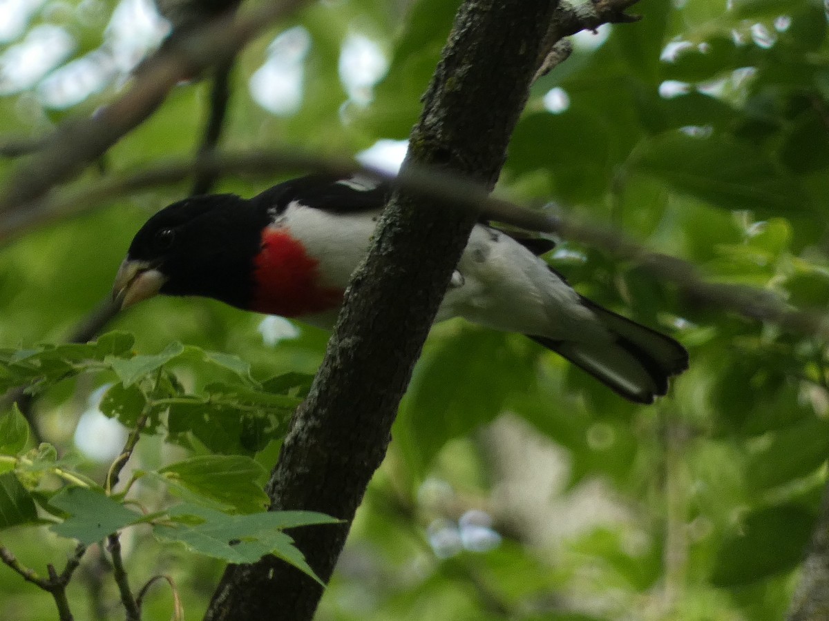 Cardinal à poitrine rose - ML619855639