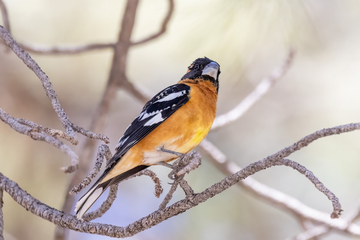 Black-headed Grosbeak - ML619855641