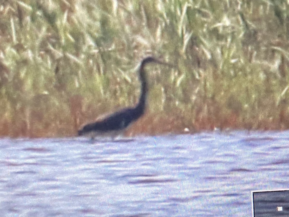 Tricolored Heron - ML619855658