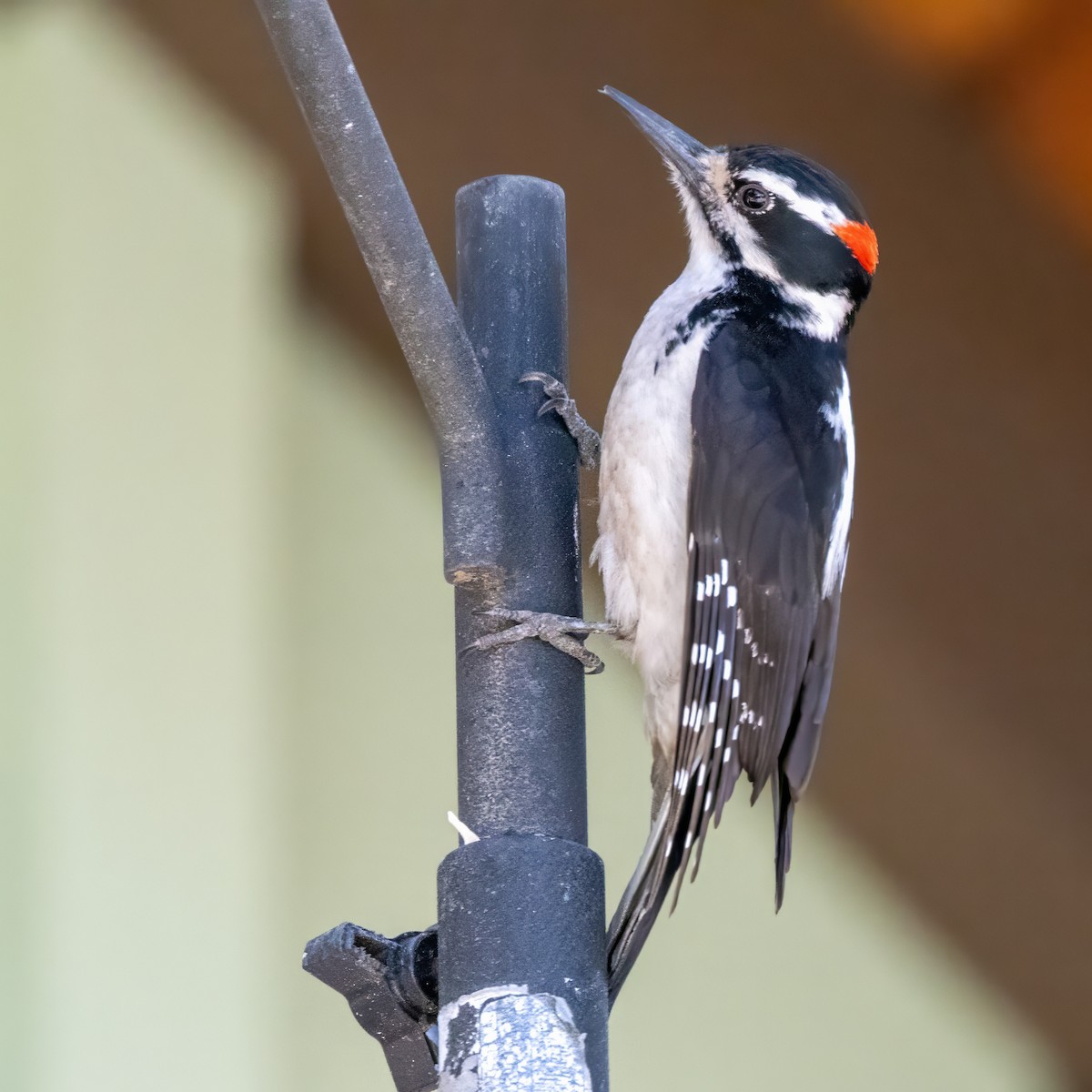 Hairy Woodpecker - ML619855665