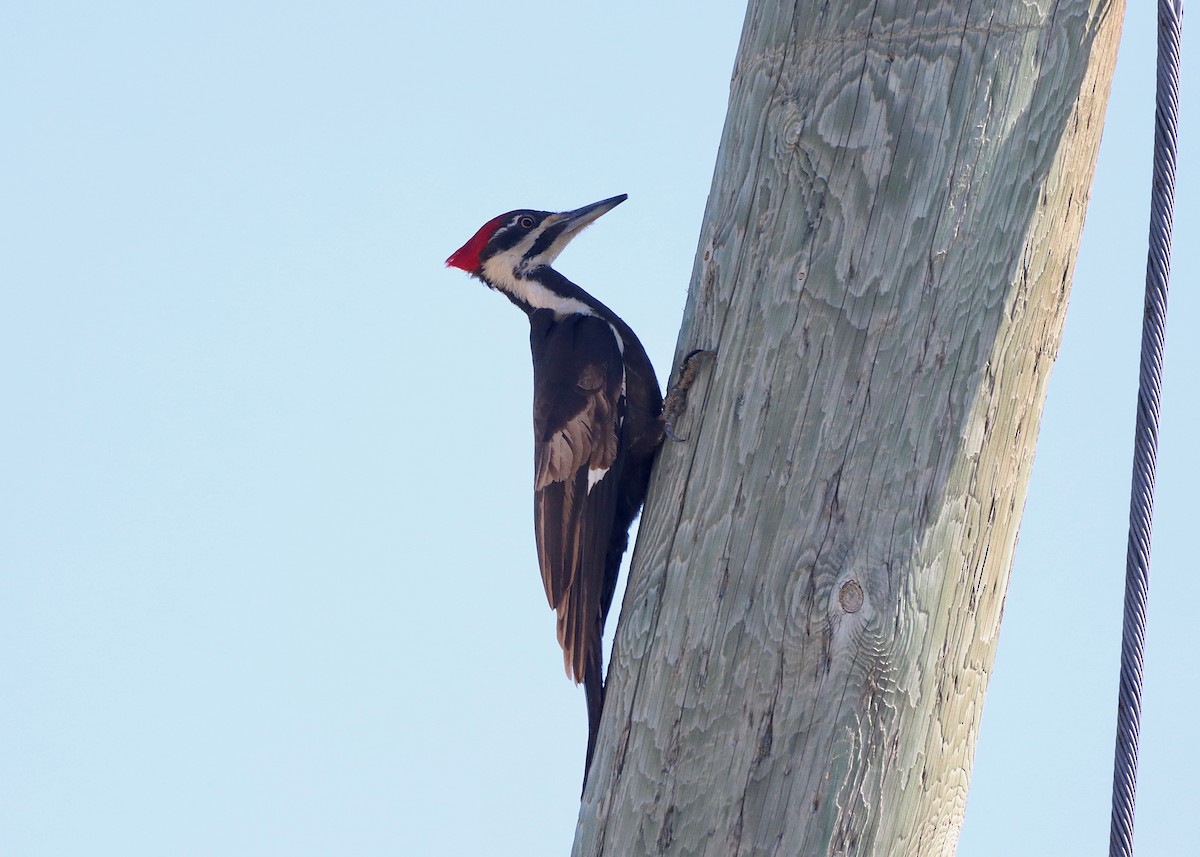 Pileated Woodpecker - ML619855674