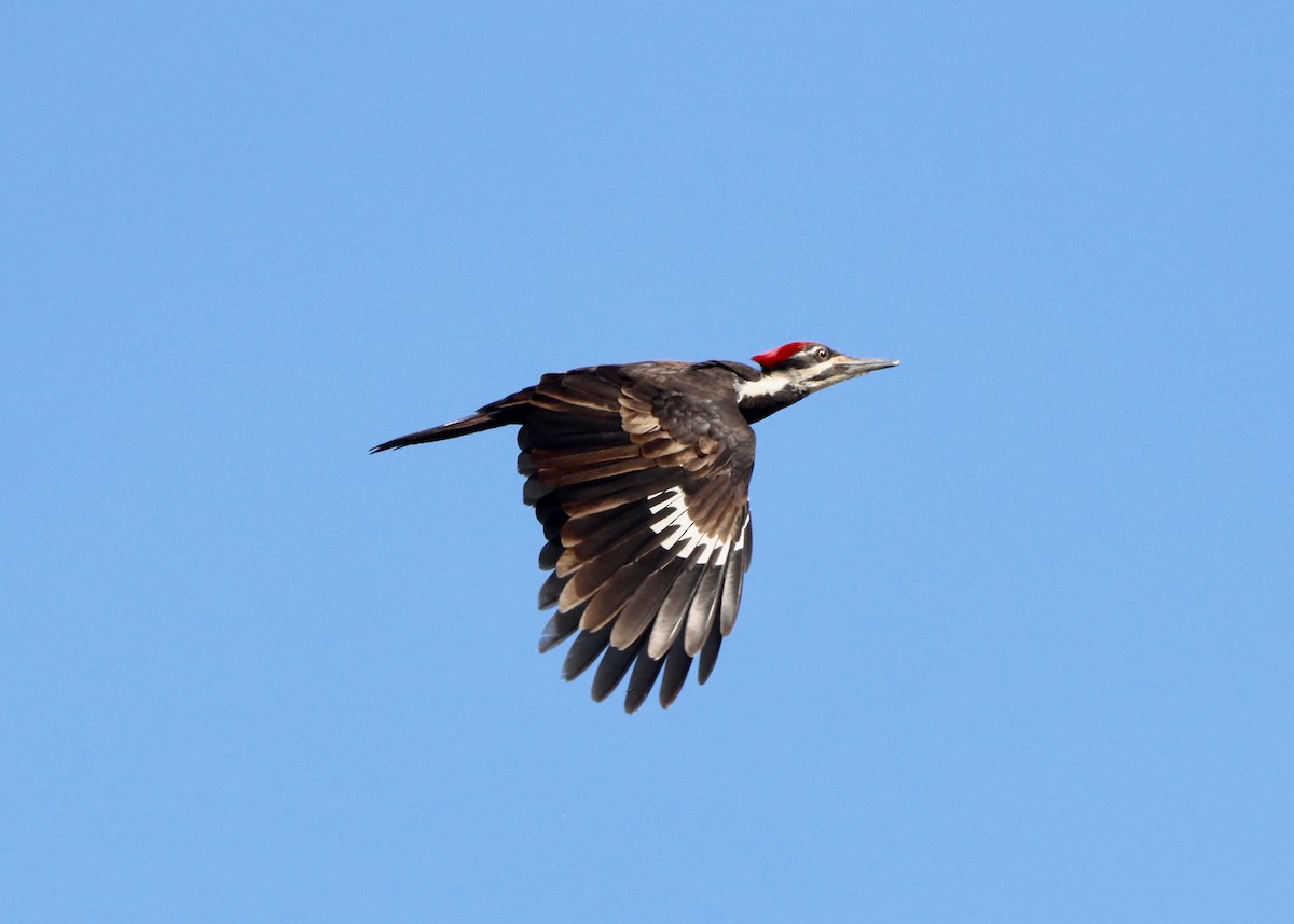 Pileated Woodpecker - ML619855679