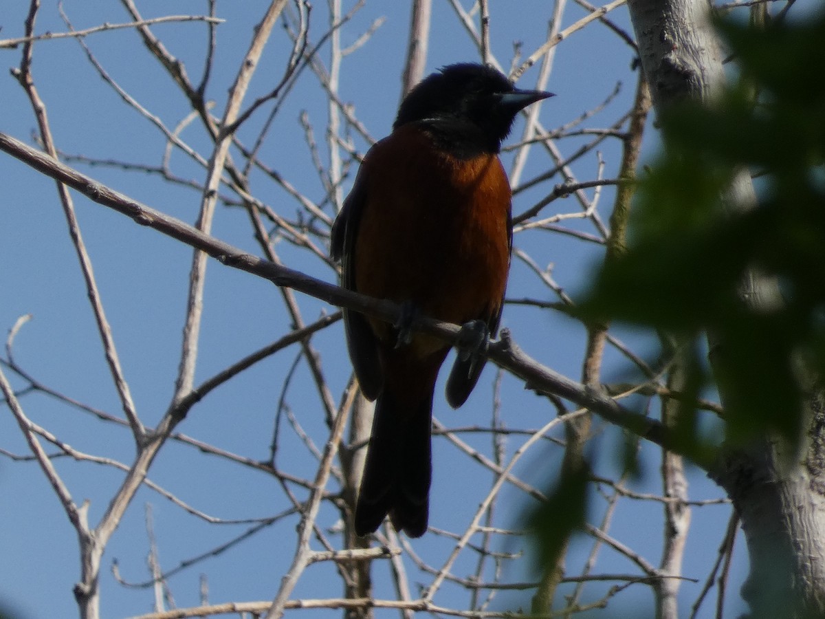 Orchard Oriole - ML619855690