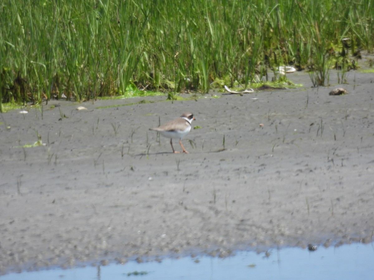Semipalmated Plover - ML619855693