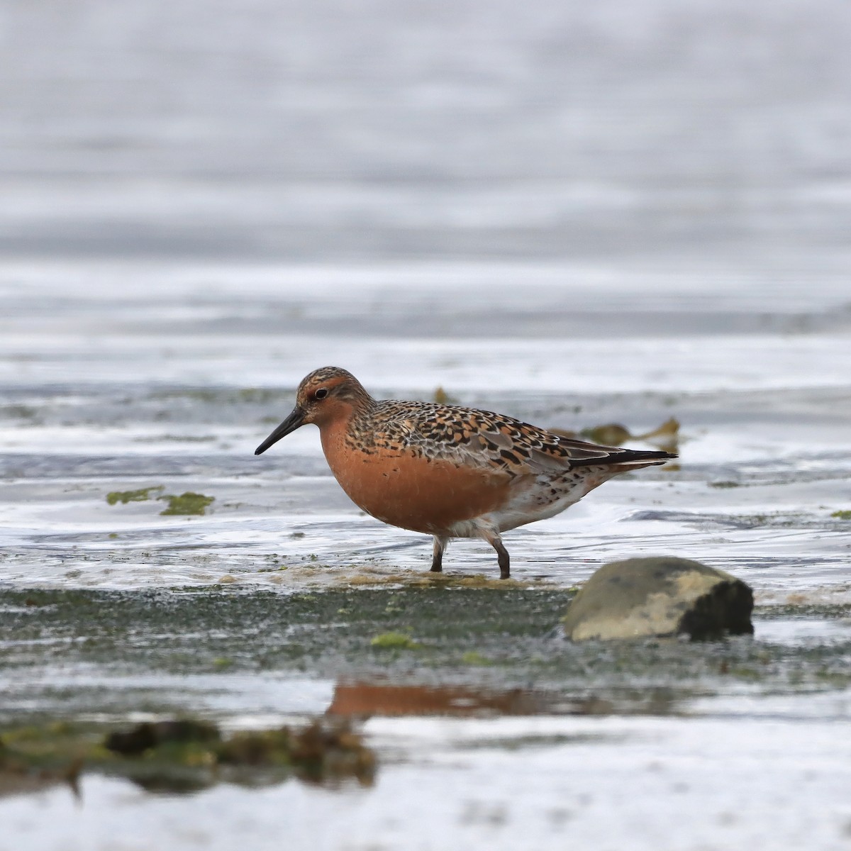 Red Knot - ML619855695