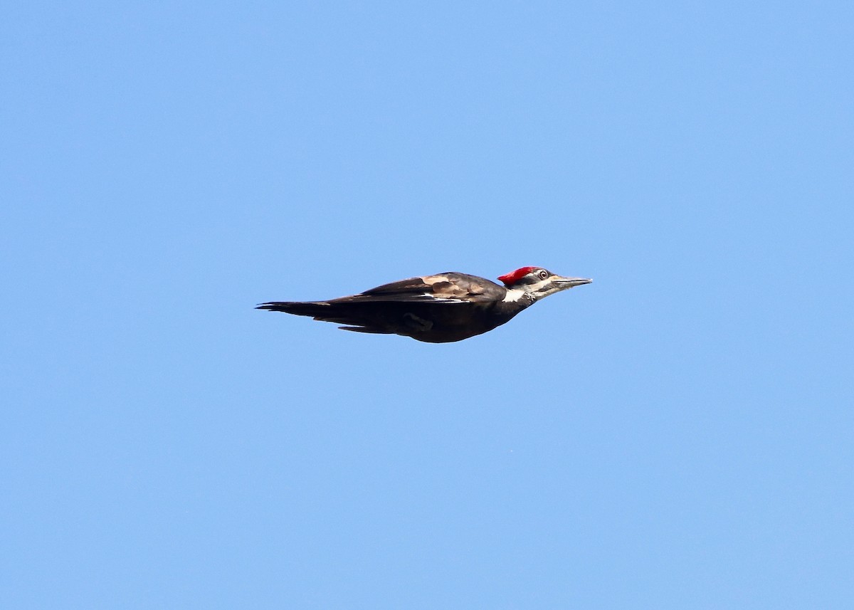 Pileated Woodpecker - ML619855711