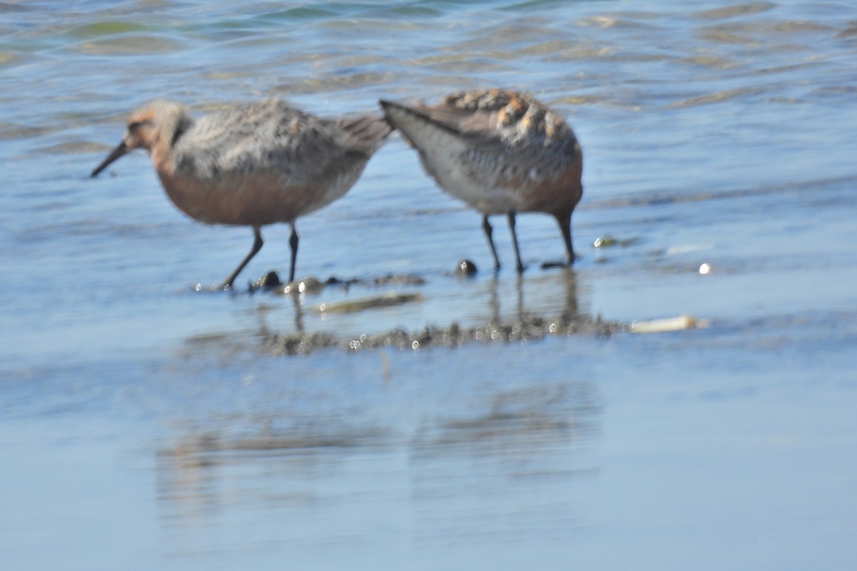 Red Knot - ML619855733