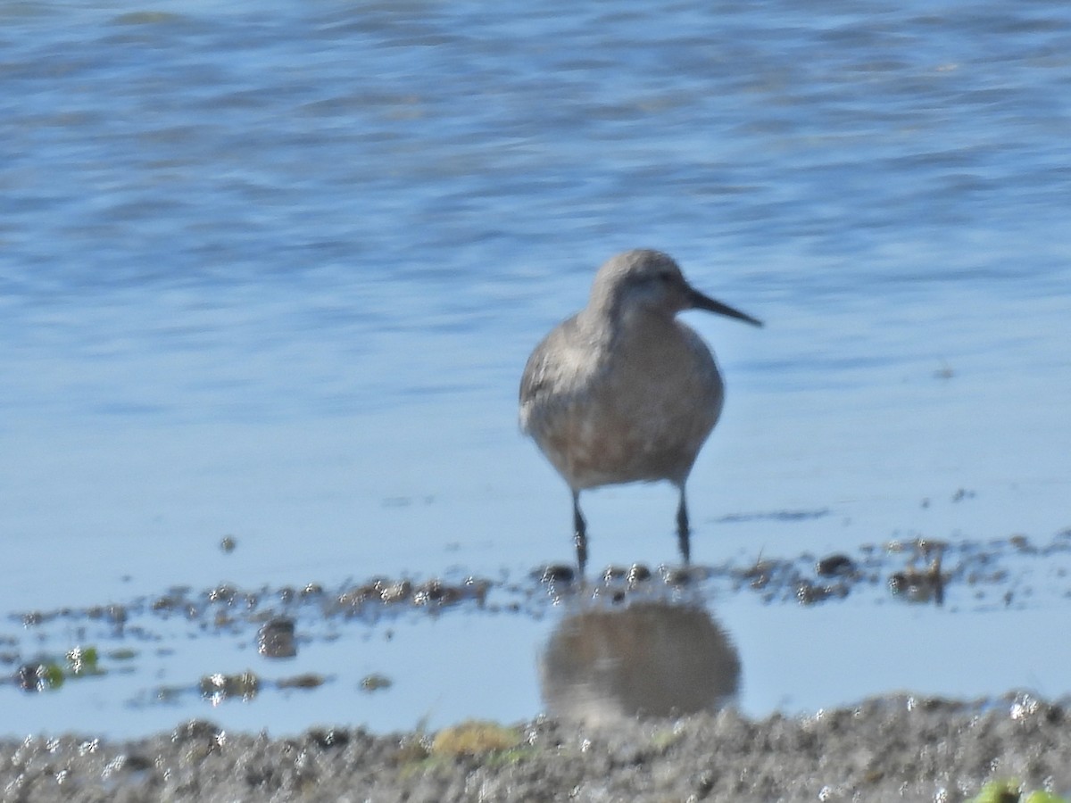 Red Knot - ML619855734