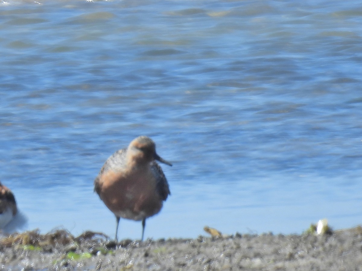 Red Knot - ML619855736