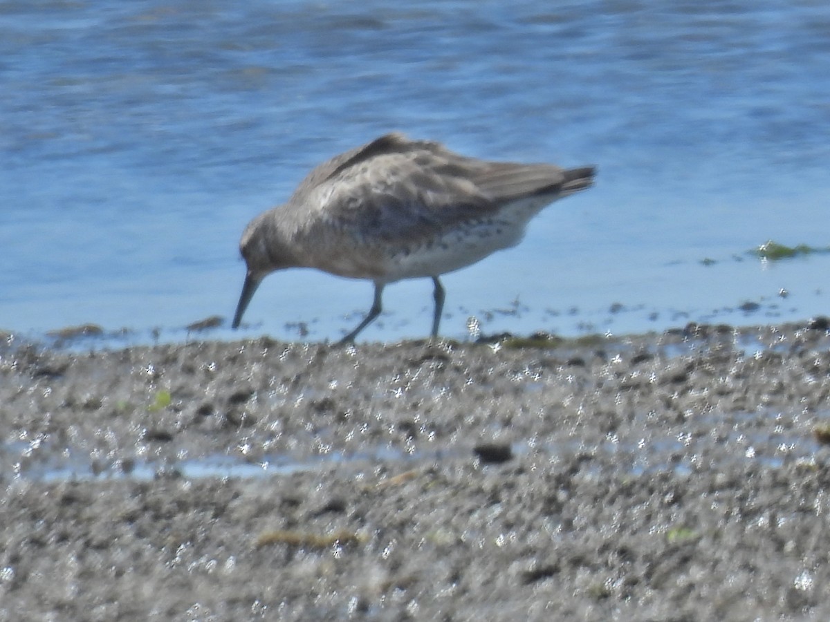 Red Knot - ML619855737