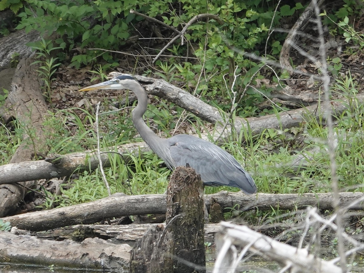 Great Blue Heron - ML619855775