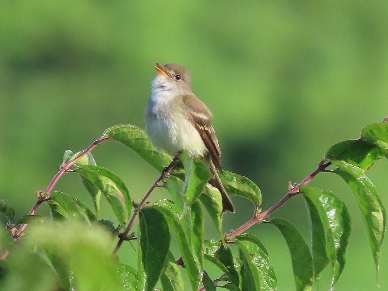 Willow Flycatcher - ML619855777