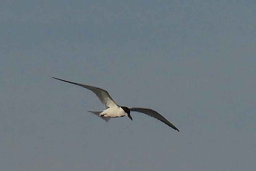Gull-billed Tern - ML619855779