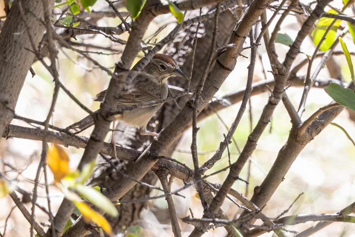 Rufous-crowned Sparrow - ML619855789