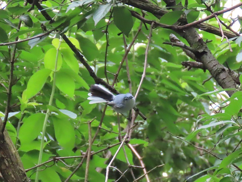 Blue-gray Gnatcatcher - ML619855791