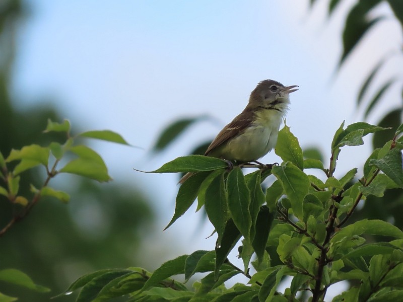 Braunaugenvireo - ML619855808