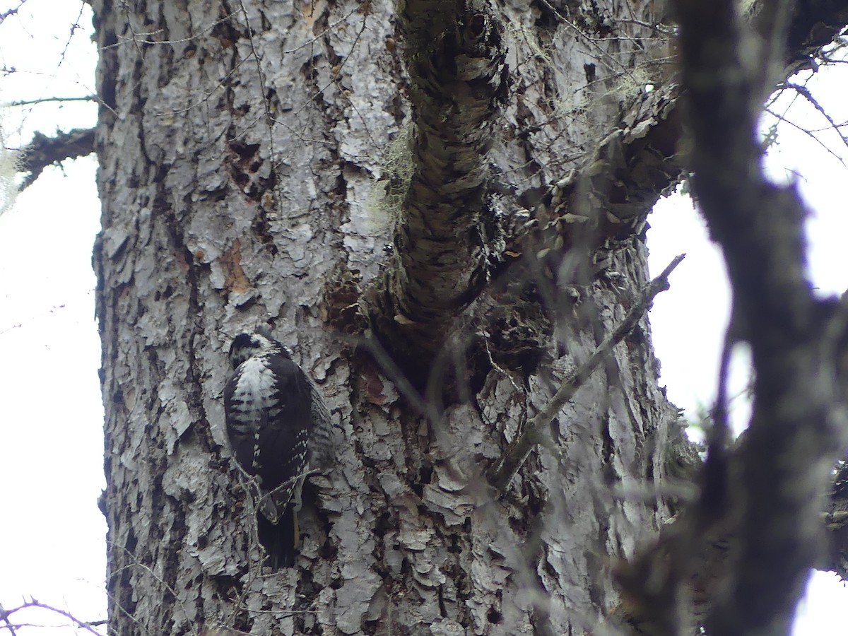 American Three-toed Woodpecker - ML619855823