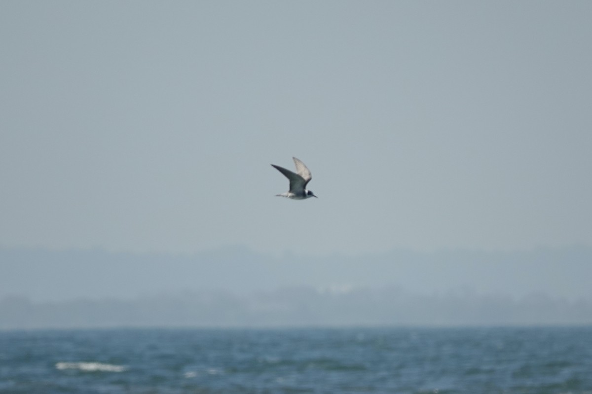 Black Tern - Joe Schiavone