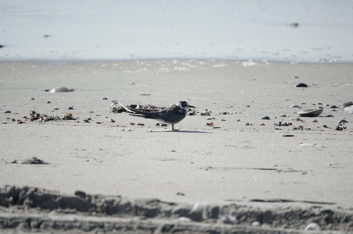 Black Tern - ML619855835