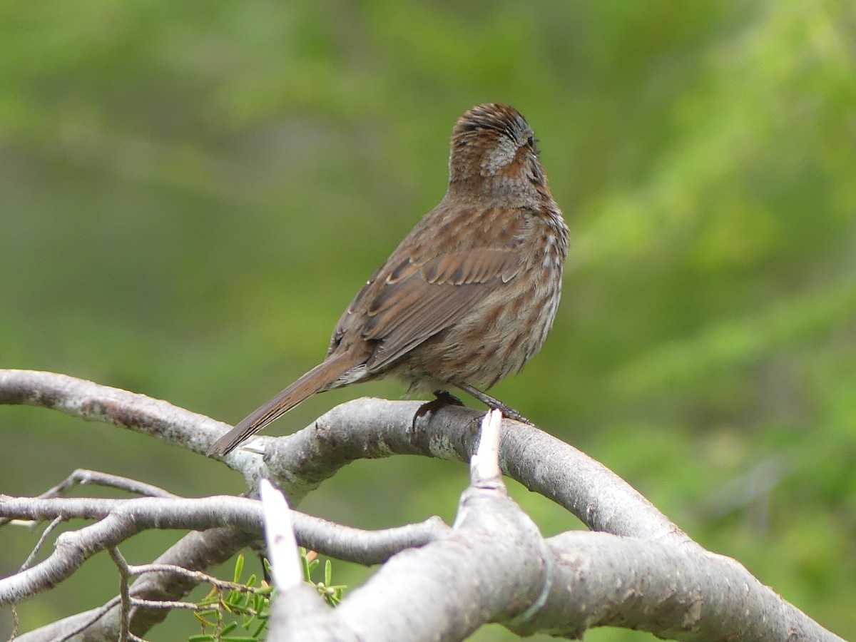 Song Sparrow - ML619855836