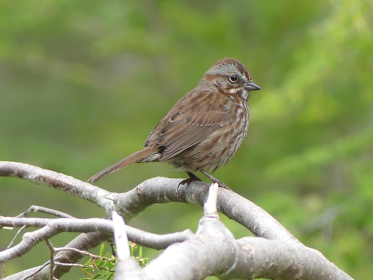 Song Sparrow - ML619855838