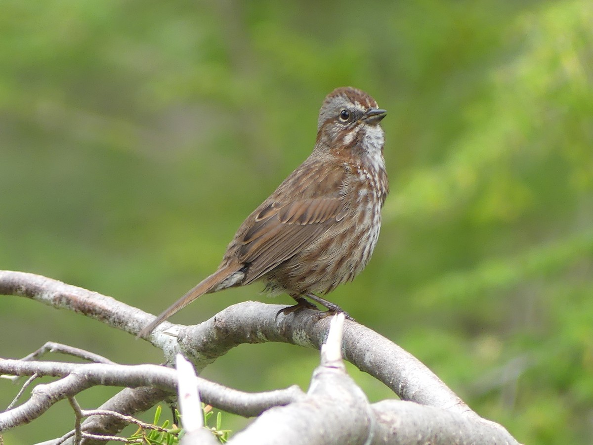 Song Sparrow - ML619855842