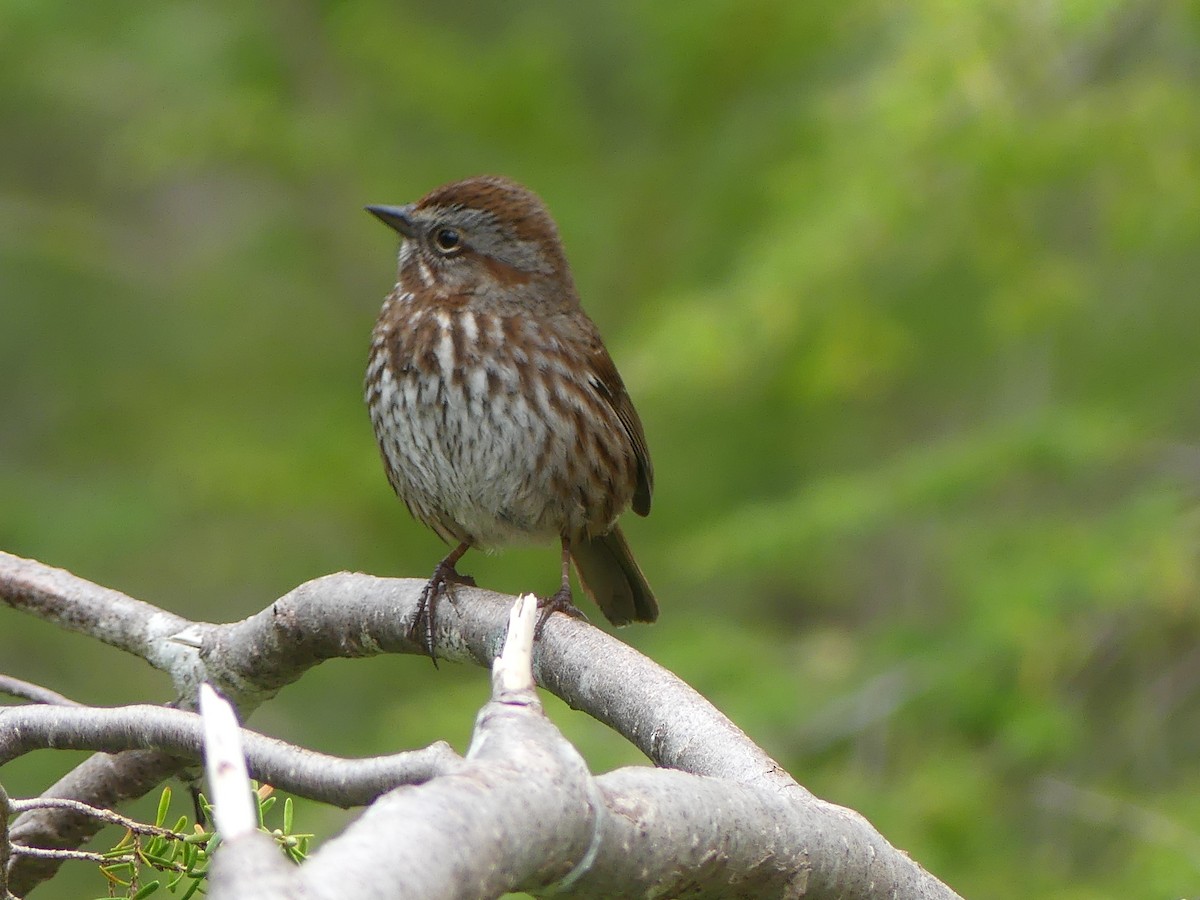 Song Sparrow - ML619855843