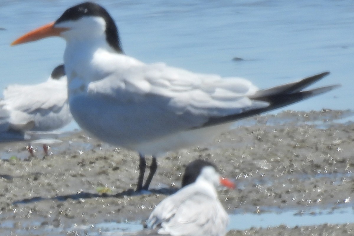 Royal Tern - ML619855866