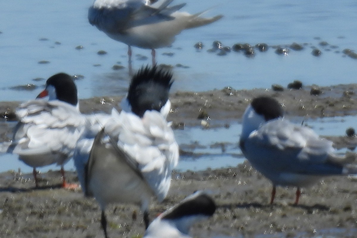 Royal Tern - ML619855867