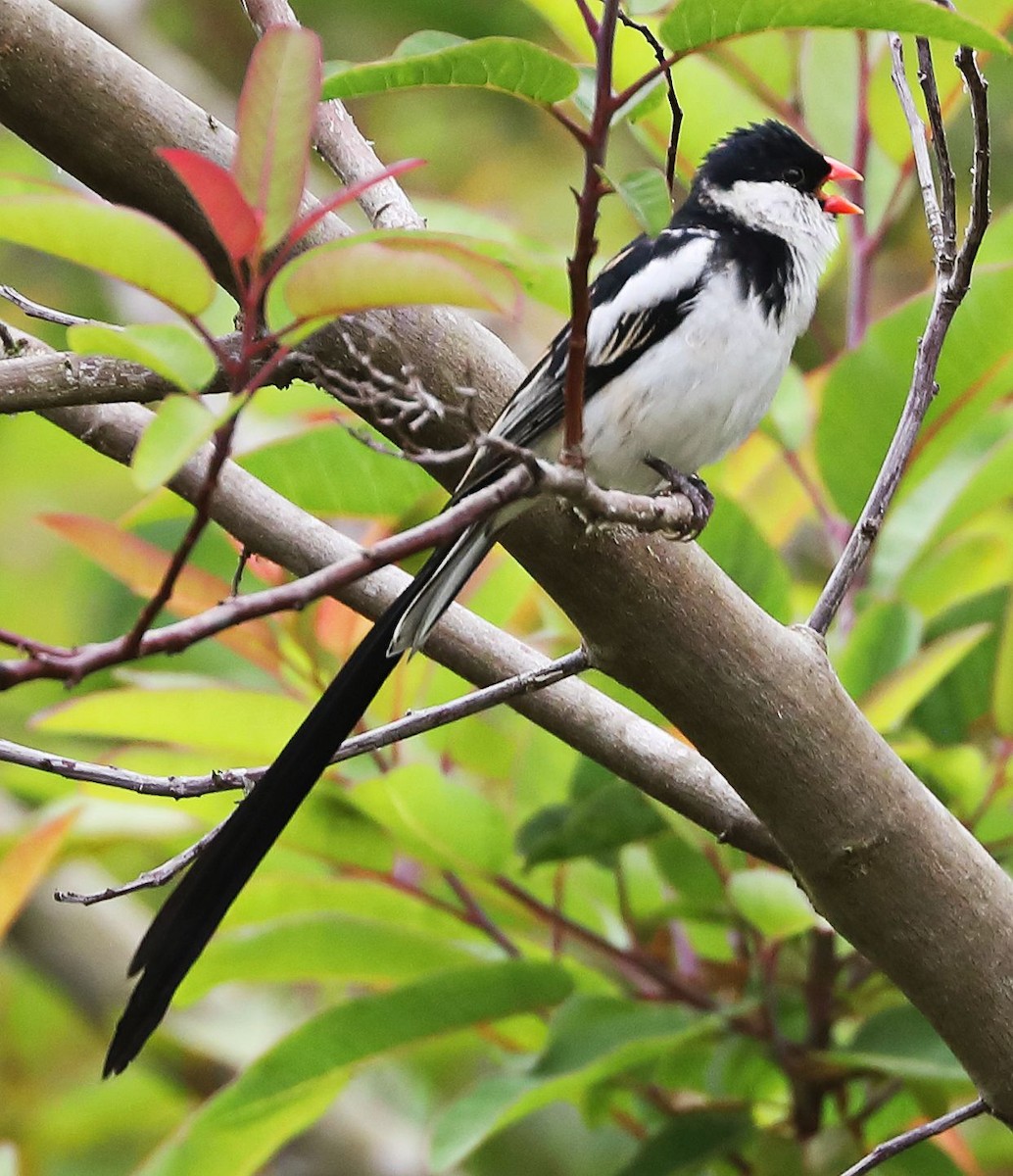 Pin-tailed Whydah - ML619855881