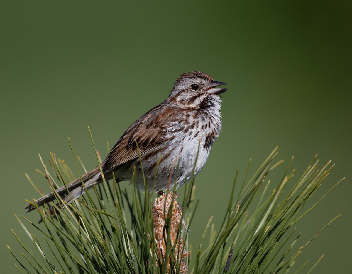 Song Sparrow - ML619855882