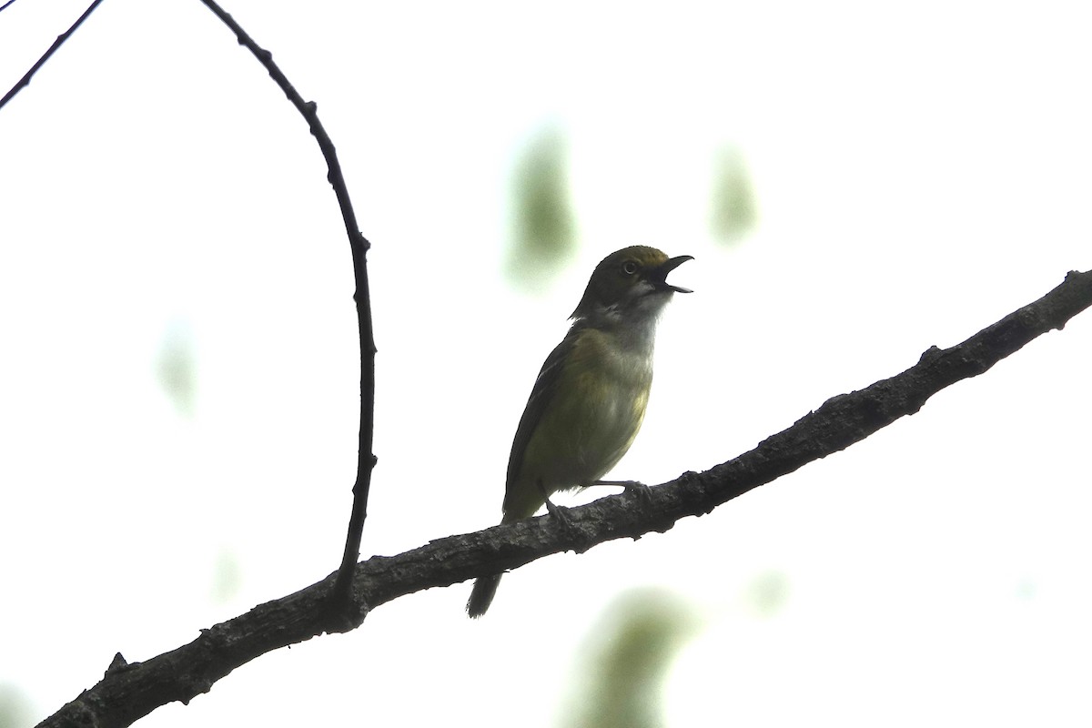 White-eyed Vireo - Lottie Bushmann