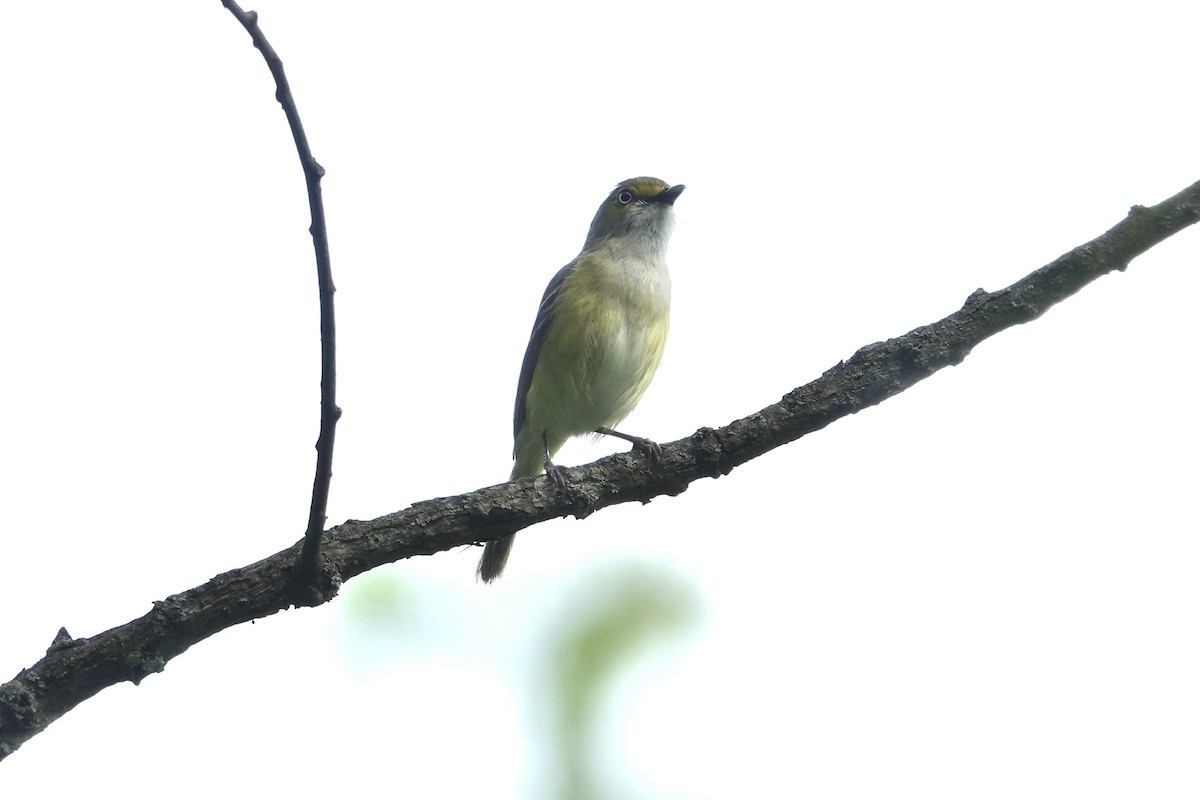 White-eyed Vireo - ML619855900