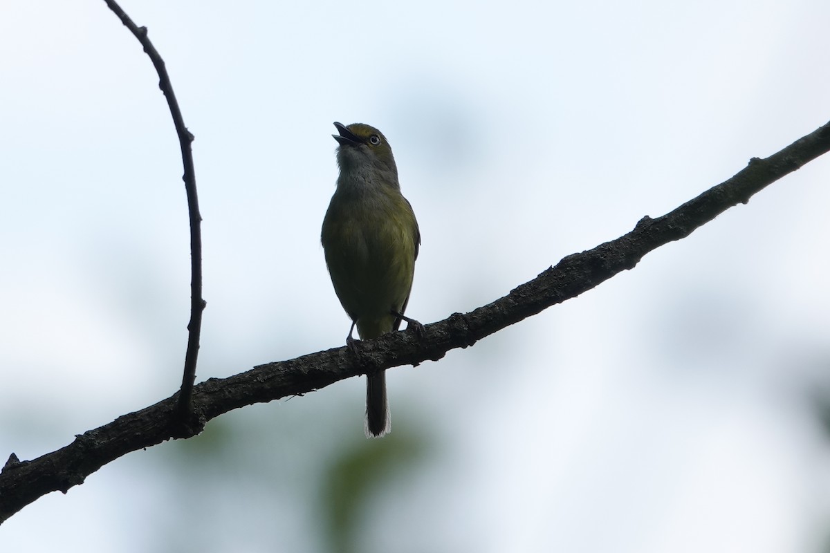 White-eyed Vireo - ML619855901