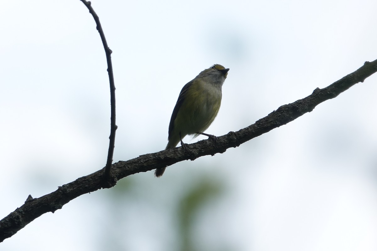 White-eyed Vireo - ML619855902