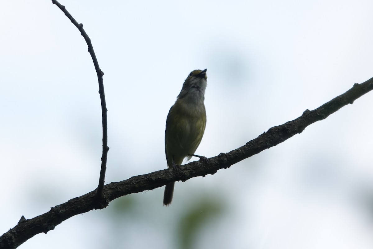 White-eyed Vireo - ML619855903