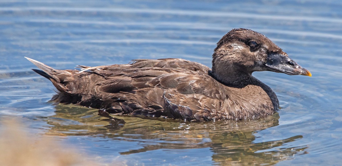 Surf Scoter - ML619855921