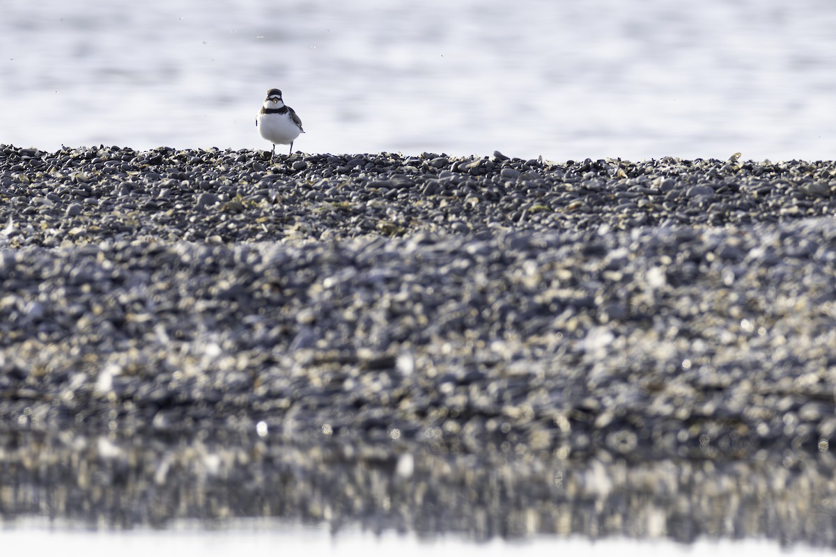 Semipalmated Plover - ML619855933