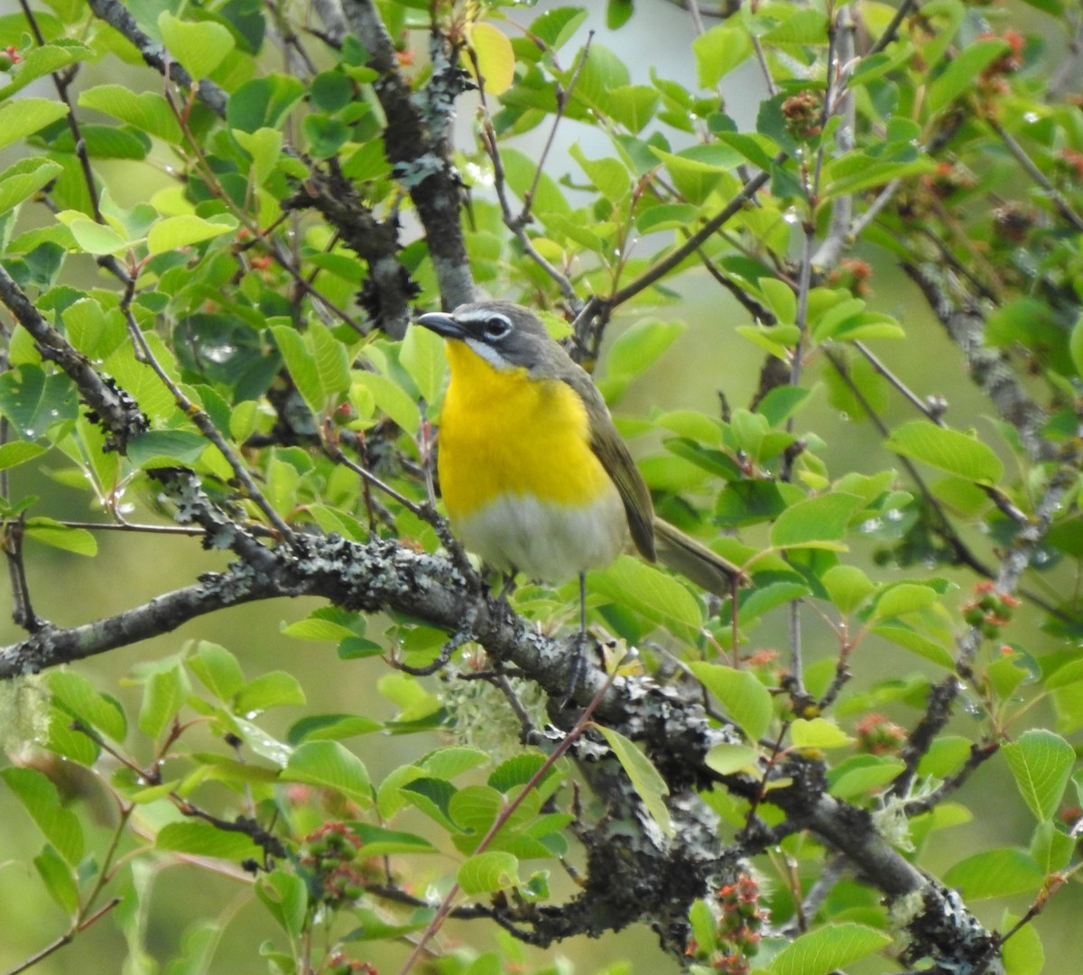 Yellow-breasted Chat - ML619855938