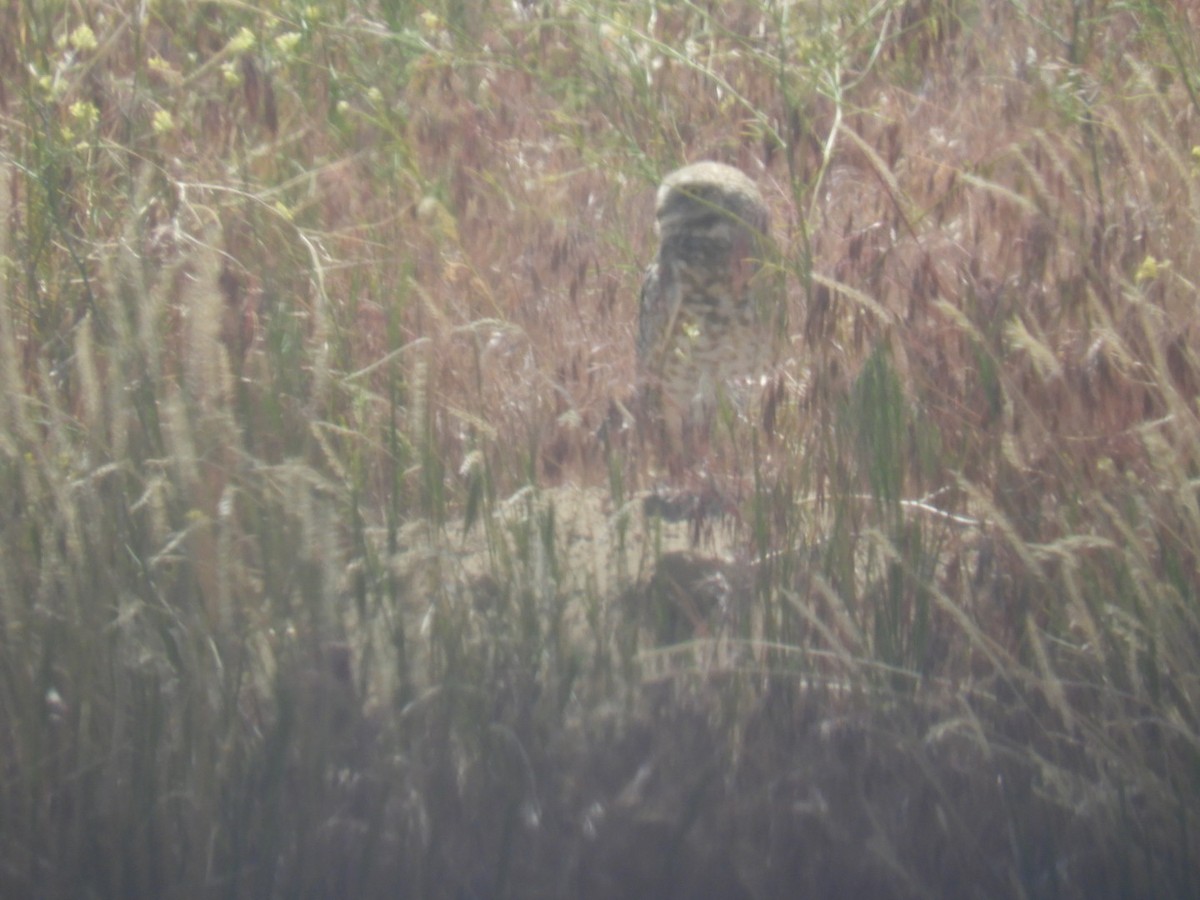 Burrowing Owl - ML619855946
