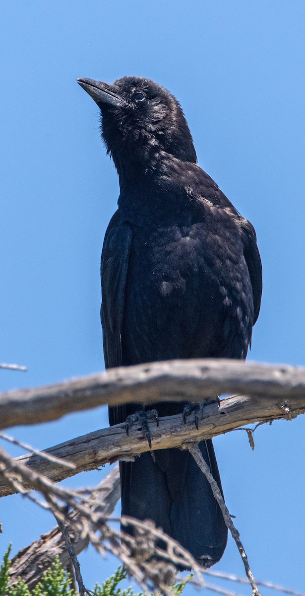 American Crow - ML619855949