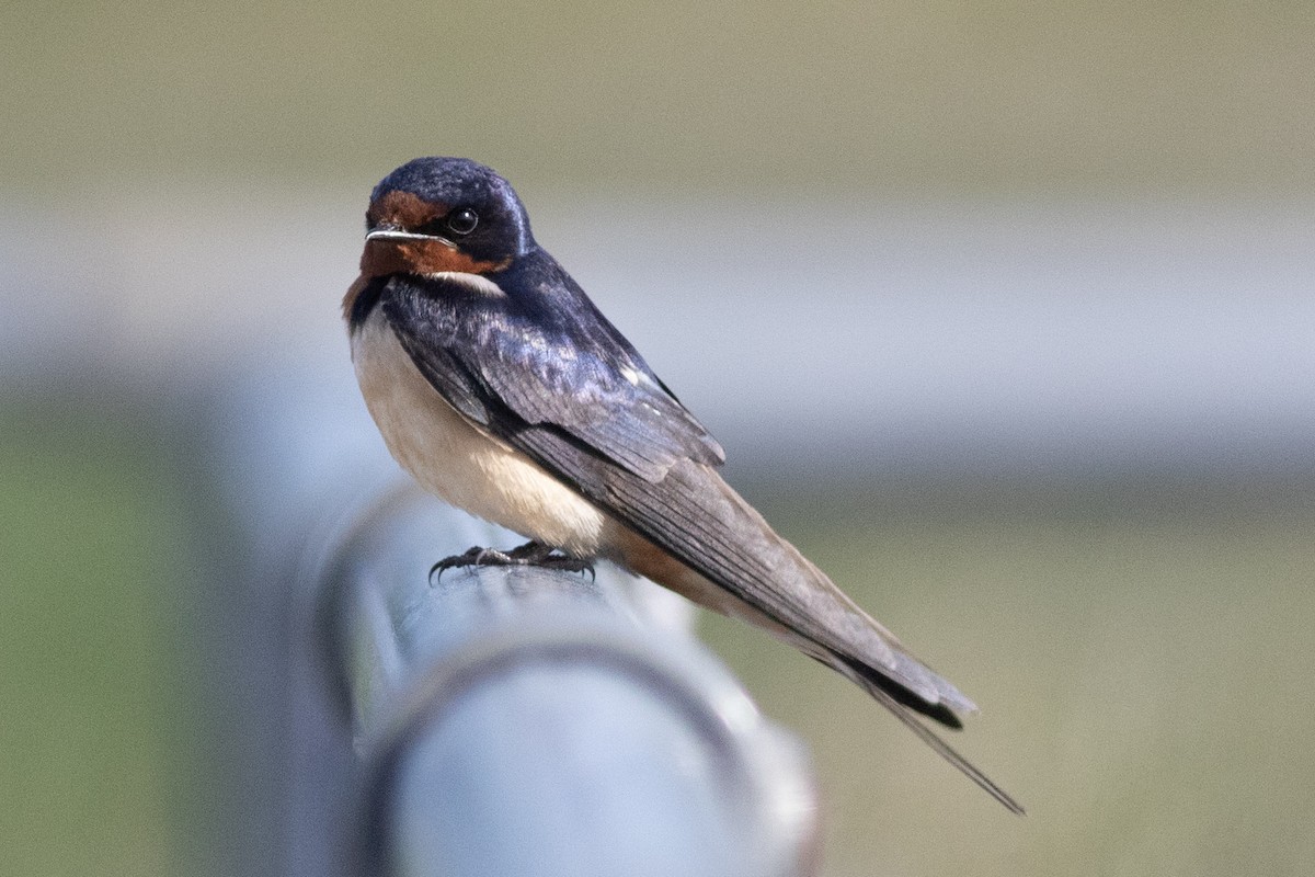 Barn Swallow (American) - ML619855964