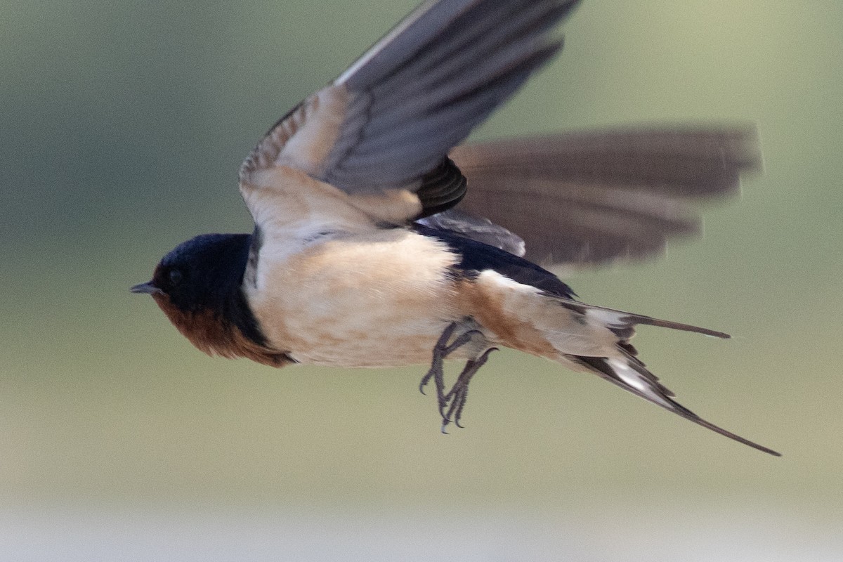 Barn Swallow (American) - ML619855966