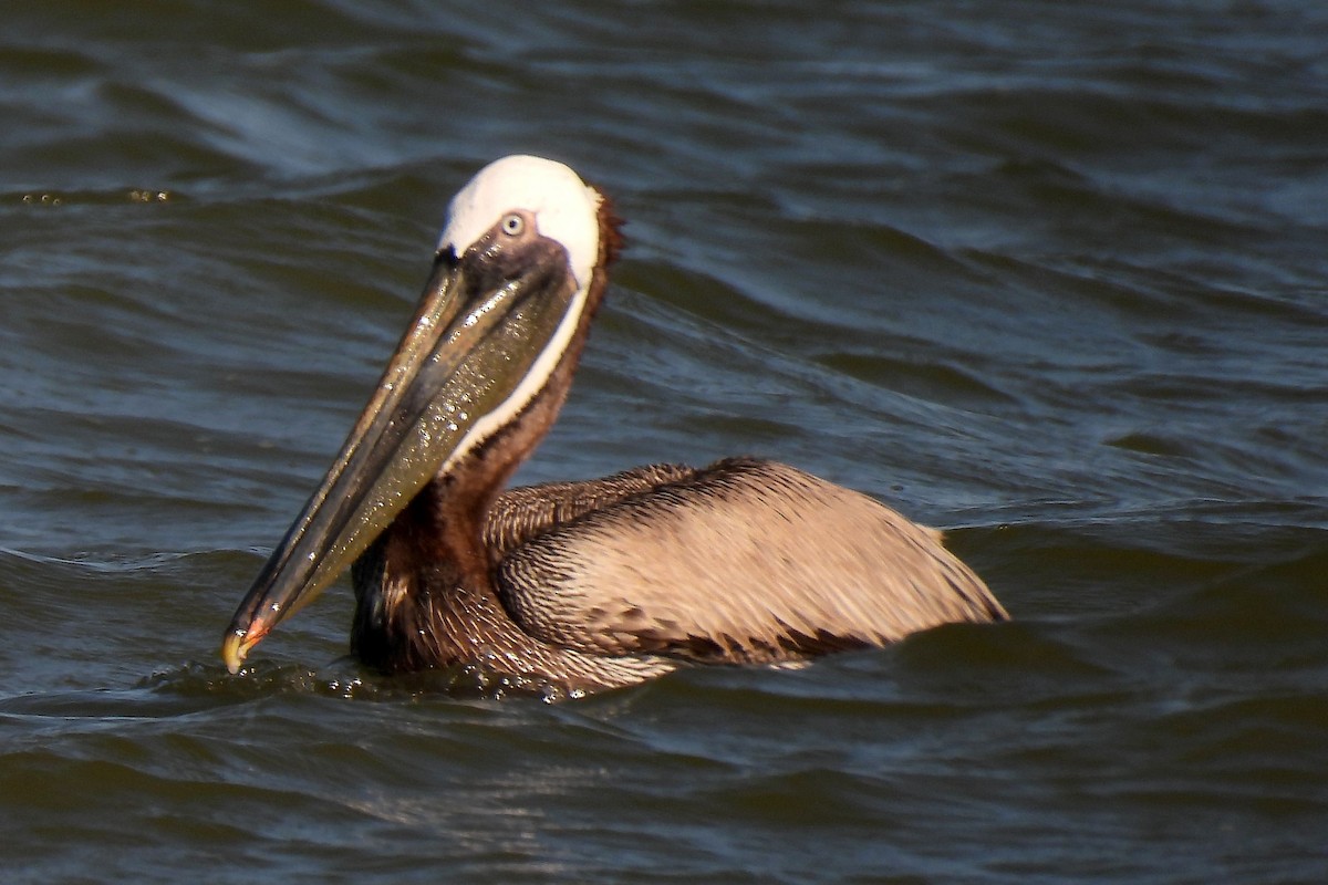 pelikán hnědý - ML619855972