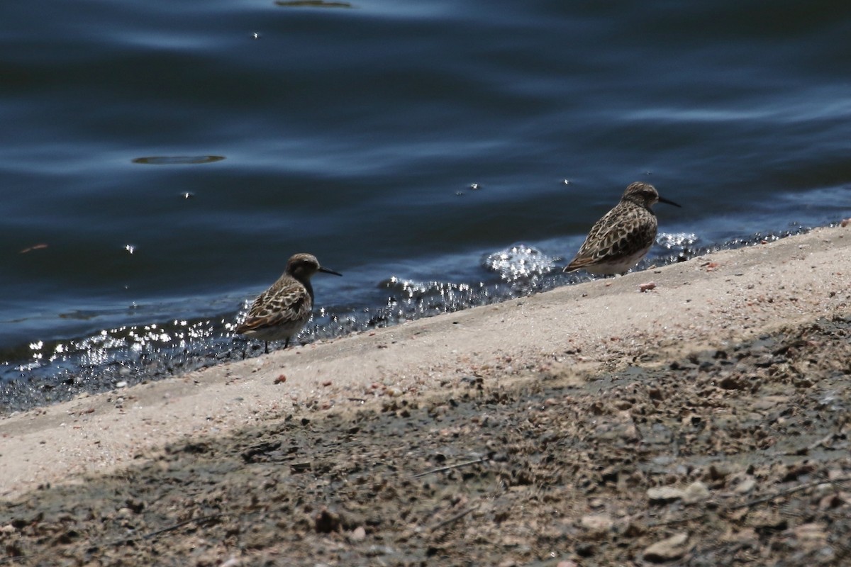 Least Sandpiper - ML619855974