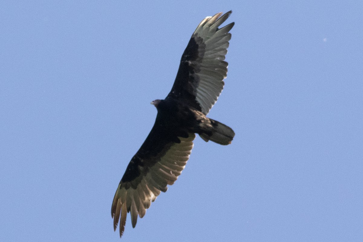 Turkey Vulture - ML619855977