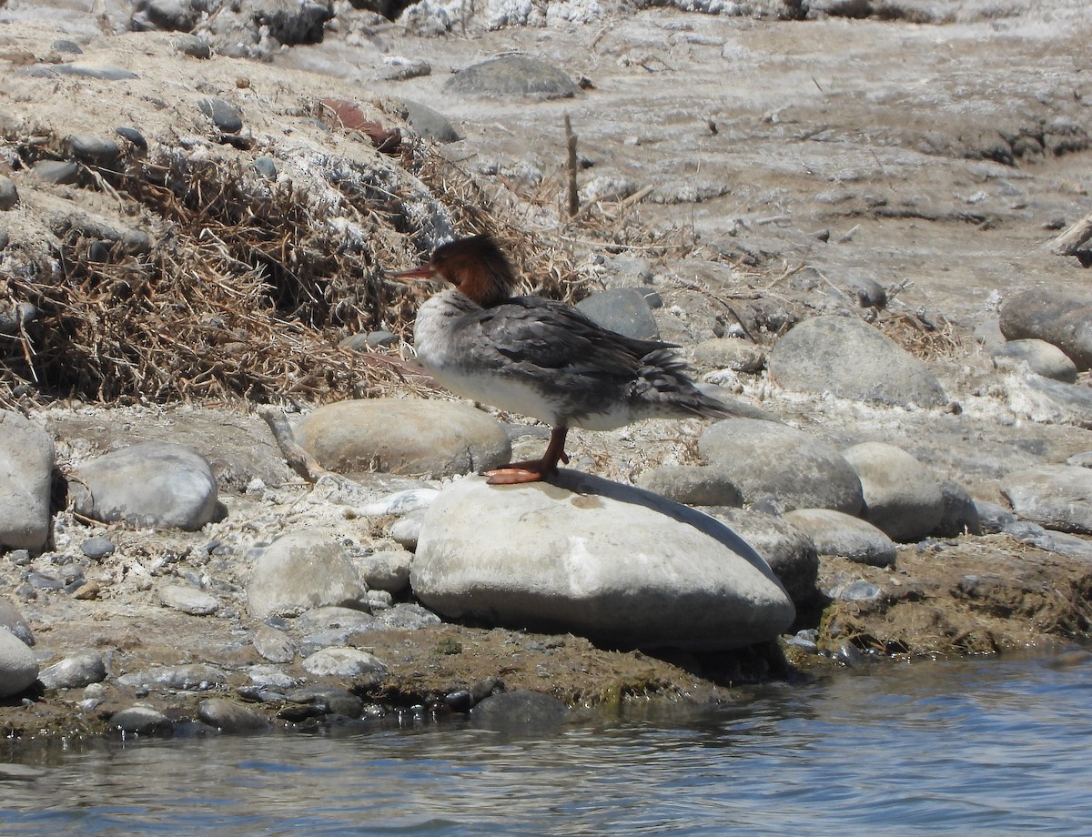 Common Merganser - ML619855986